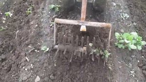 прополка картофеля