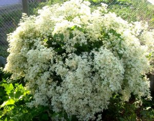 Укоренение клематиса.