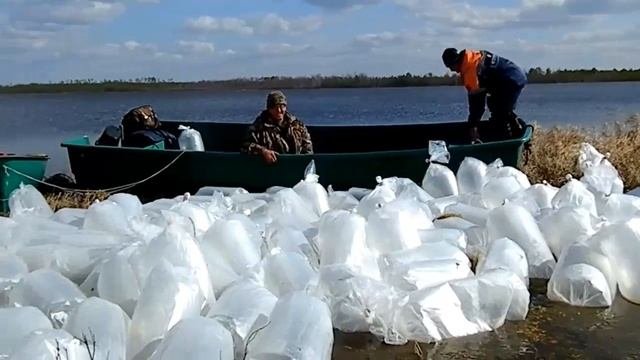 Зарыбление озер пелядью.