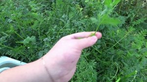 Полезные свойства морковной ботвы