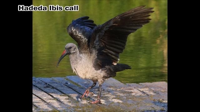 Hadeda Ibis call, the most raucous bird in Africa! смотреть онлайн