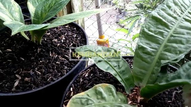 Pesona Anthurium Jemani - Eka Black - Mangkok Gurita - Cobra Batik Variegata смотреть онлайн