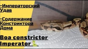 Императорский Удав / Боа Констриктор Император / Самая Большая Змея /  Содержание Змеи Дома