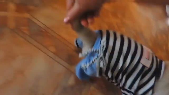 pug suit -Костюмчик для мопсюни смотреть онлайн