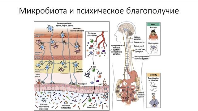 Алексей Мелехин Когнитивно-поведенческая терапия и микробиом