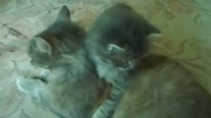 кошка дерется со своим котенком(cat figts with it's kitten)