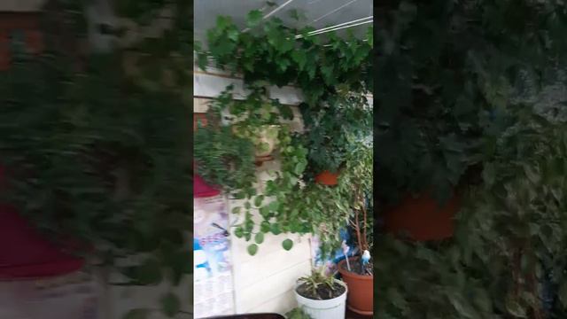 Мои комнатные растения,с16 часовой подсветкой. смотреть онлайн