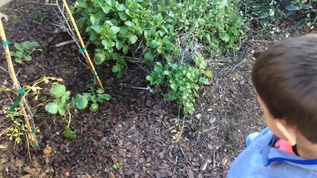 Hippophae Rhamnoides - Planting Seaberry plant, Sea Buckthorn (Part 2) смотреть онлайн