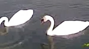 Белый пруд в Сергиев Посаде