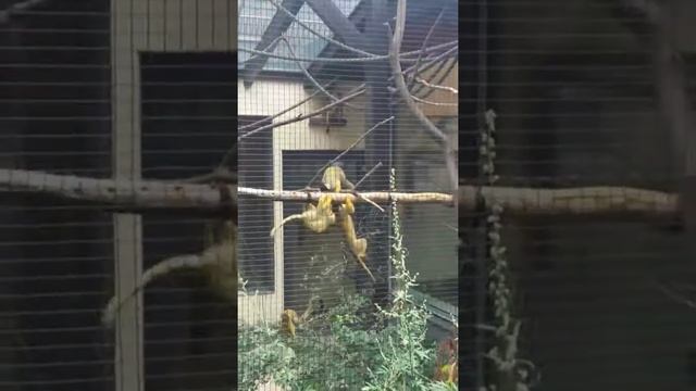 Monkeys in Nuremberg Zoo