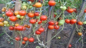 ТОМАТ ЯБЛОНЬКА РОССИИ   РАННЕСПЕЛЫЙ  ВЫСОКОУРОЖАЙНЫЙ  И ОЧЕНЬ ВКУСНЫЙ