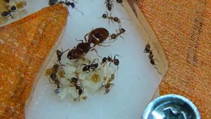 Муравьи Pheidole pallidula