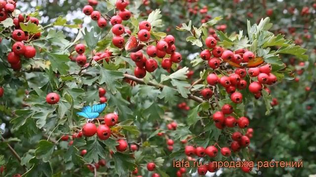 Боярышник однопестичный (crataegus monogyna) ? боярышник обзор: как сажать саженцы боярышника