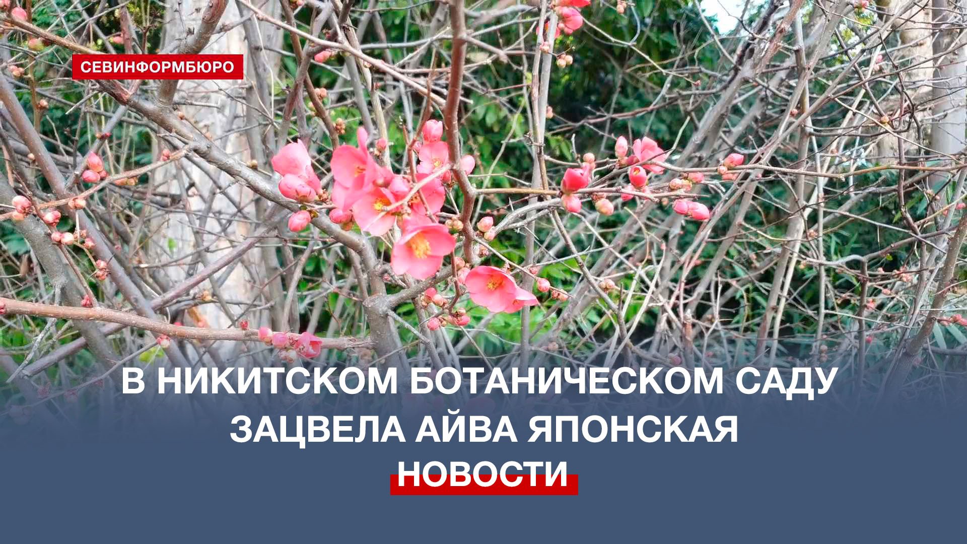 Предвестники весны в Крыму: в Никитском ботаническом саду зацвела айва