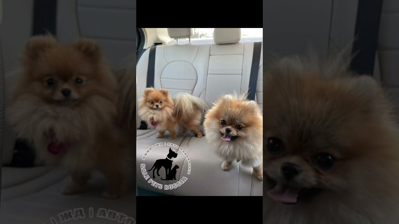 Авиа| ЖД |Авто Перевозка домашних животных Организуем доставку домашних животных в любую точку мира.