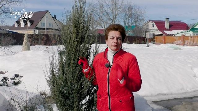 Уход за хвойными растениями весной после зимы. Ответы на вопросы о хвойных. смотреть онлайн