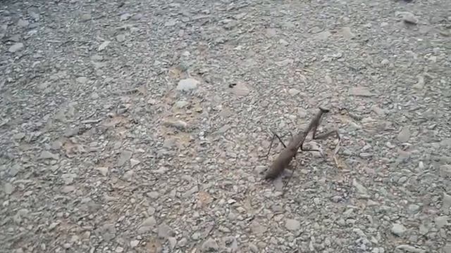 Большой богомол.mp4 смотреть онлайн