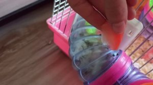 Хомяк показал всем язык ? смешное видео про хомяка