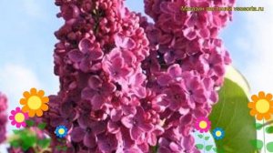 Сирень обыкновенная Андекен ан Людвиг Шпет. Краткий обзор syringa vulgaris Andenken an Ludwig Speth