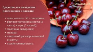 Как вывести пятна от вишни и черешни