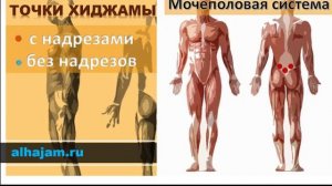 Точки хиджамы мочеполовой системы