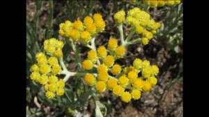 Бессмертник, многолетнее травянистое растение