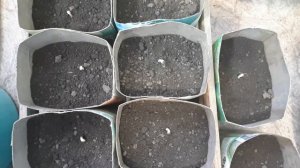 Артишок выращивание на Урале и в Сибири. Пикировка пророщенных семян.