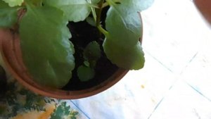 Каланхоэ прищипка и размножение.
