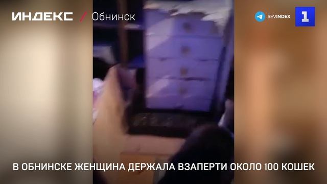 В Обнинске женщина держала взаперти около 100 кошек смотреть онлайн