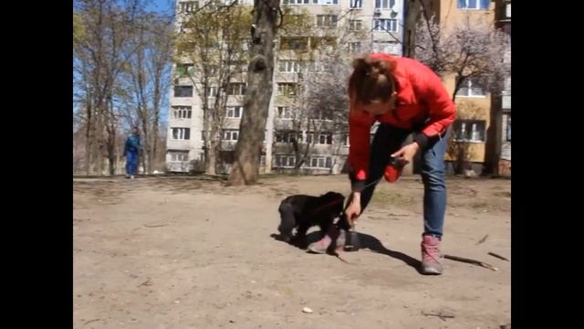 что делать если щенок в кусается сильно? Фу нельзя не понимает? Дома все крушит? смотреть онлайн