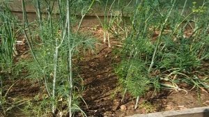 Лук из чернушки. Три способа посева