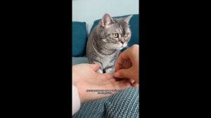 3 способа ДАТЬ КОШКЕ ТАБЛЕТКУ