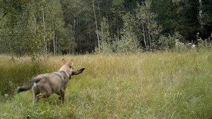 8 видов диких животных заселивших Чернобыль после катастрофы