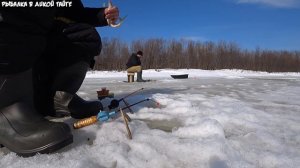 Ловим сига в протоке, плюс разведка таёжной реки