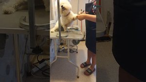 Расчесывание бишона, домашний уход.