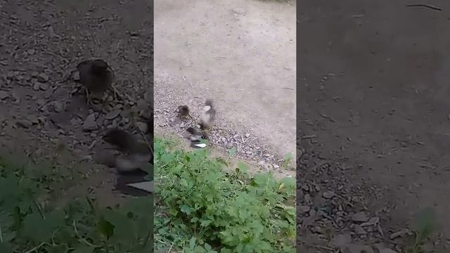 Драка афганских скворцов смотреть онлайн