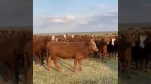 Бык 1250 кг, производитель. Порода Калмыцкая, все Коровы сбежались на него.