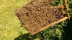 РОЙ БЕЗ МАТКИ