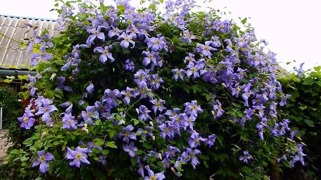 Клематис. Подкормка, обрезка, укрытие, опыт Натальи как вырастить красивые цветы смотреть онлайн