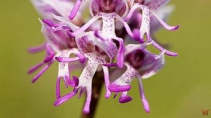 Орхидея Дракула или обезьянья орхидея (Dracula)