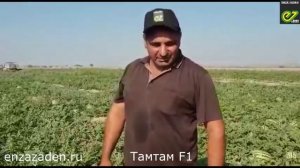 Арбуз Там-Там F1 от Enza Semena.
