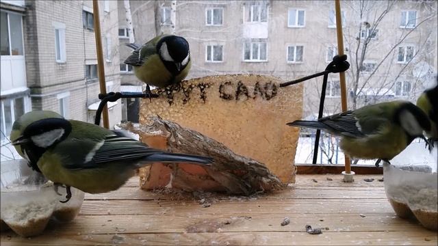 СИНИЦЫ и САЛО! (БАСНЯ) смотреть онлайн