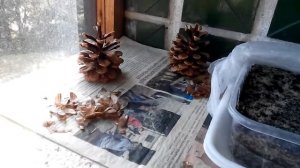 посадка семян сосны черной