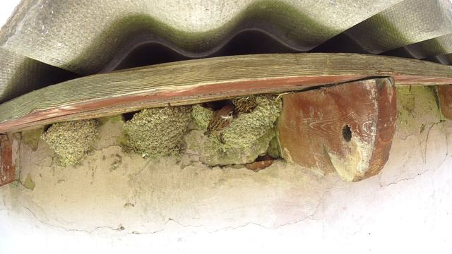 Воробей полевой 160507 1 в гнезде воронка pa160528 3 подлет смотреть онлайн