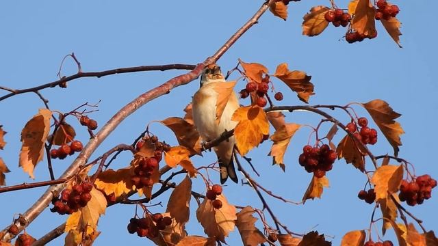 #Голосаптиц Черноголовый щегол смотреть онлайн