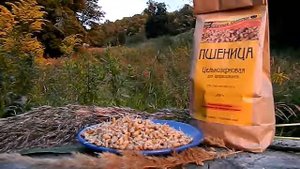 Пшеница для проращивания: польза и вред