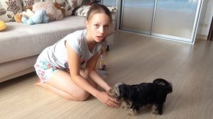 Как научить Йорка команде стыдно