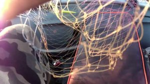 Ладога судак