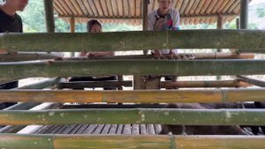 Vang Hoa and King Kong Amazon suddenly visited with big gifts, vang hoa, Anh Hmong