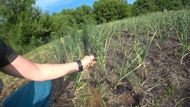 Система полива и орошения "Туман".  Надо было покупать раньше... смотреть онлайн